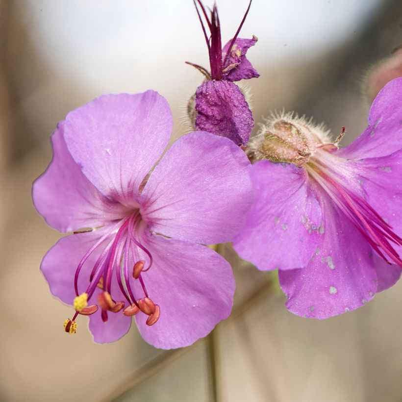 Geranium macrorrhizum (Floração)