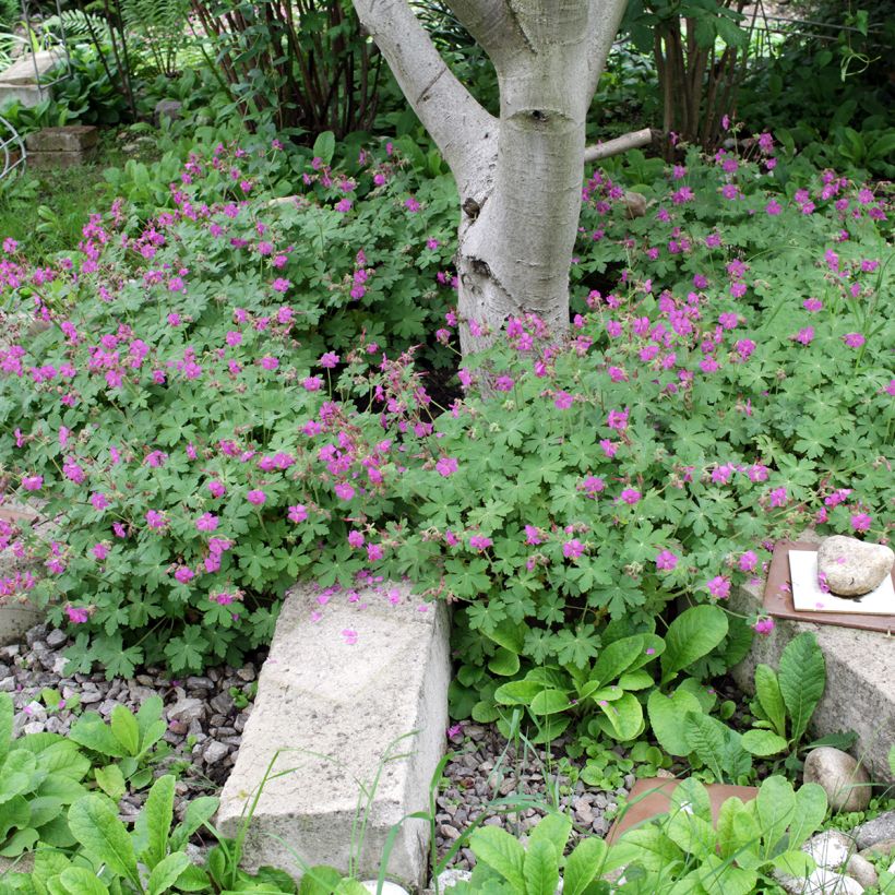 Geranium macrorrhizum (Hábito)