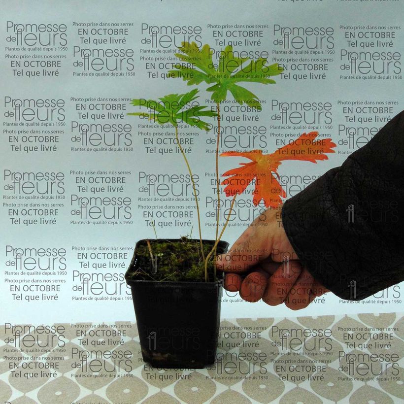 Exemplo de amostra de Géranium vivace maculatum Vaso de 8/9 cm tal como entregue