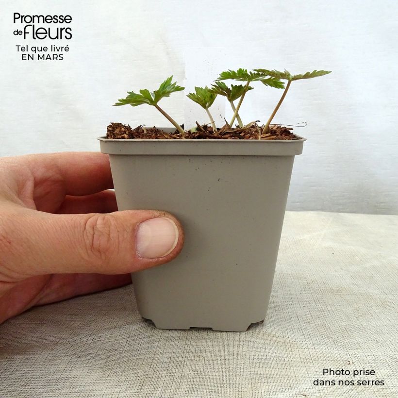 Amostra de Gerânio Chatto - Geranium maculatum Vaso de 8/9 cm tal como entregue na primavera