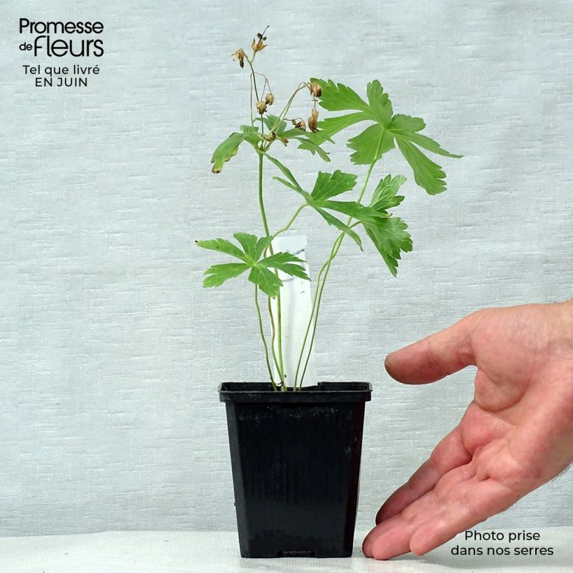 Amostra de Gerânio Chatto - Geranium maculatum Vaso de 8/9 cm tal como entregue no verão