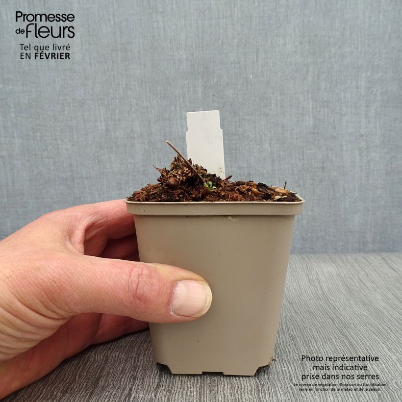 Amostra de Géranium vivace maculatum Chatto Vaso de 8/9 cm tal como entregue no inverno