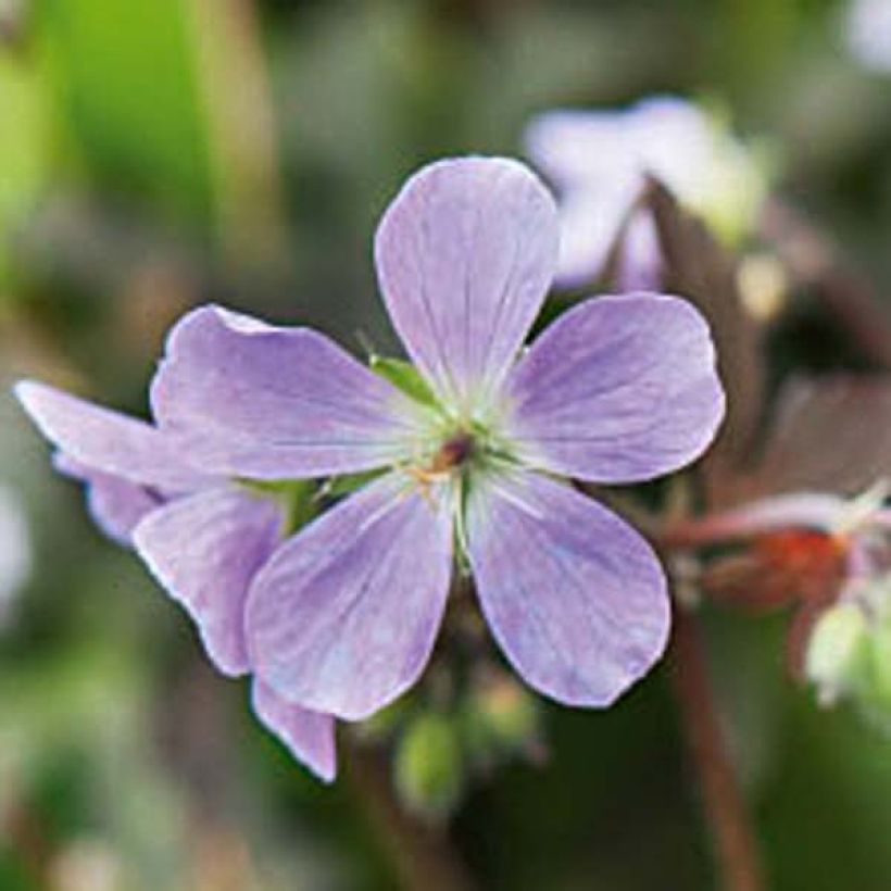 Gerânio Espresso - Geranium maculatum (Floração)