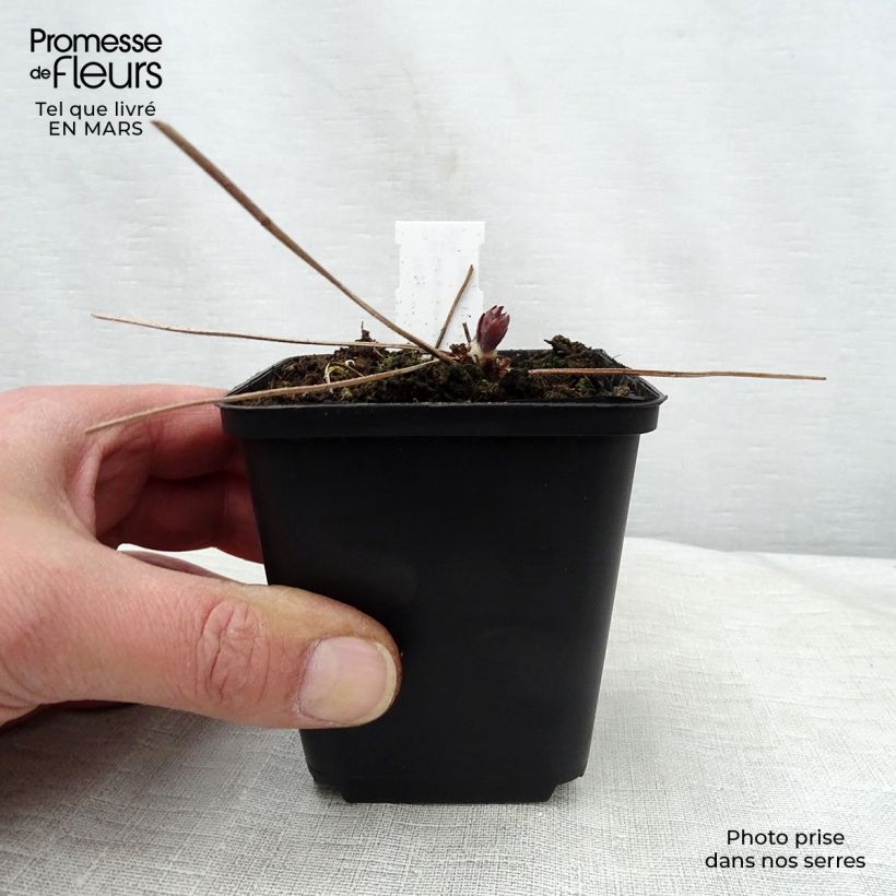 Amostra de Gerânio Espresso - Geranium maculatum Vaso de 8/9 cm tal como entregue na primavera