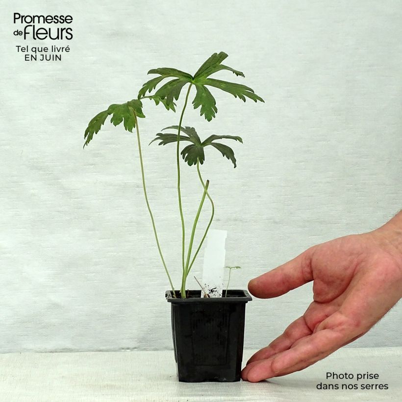 Amostra de Gerânio Espresso - Geranium maculatum Vaso de 8/9 cm tal como entregue no verão