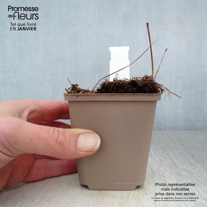 Amostra de Géranium vivace maculatum Espresso Vaso de 8/9 cm tal como entregue no inverno