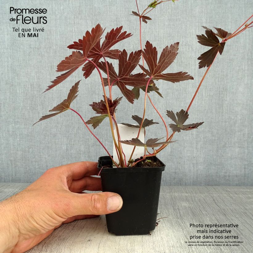 Amostra de Gerânio Stormy Night - Geranium maculatum Vaso de 8/9 cm tal como entregue na primavera