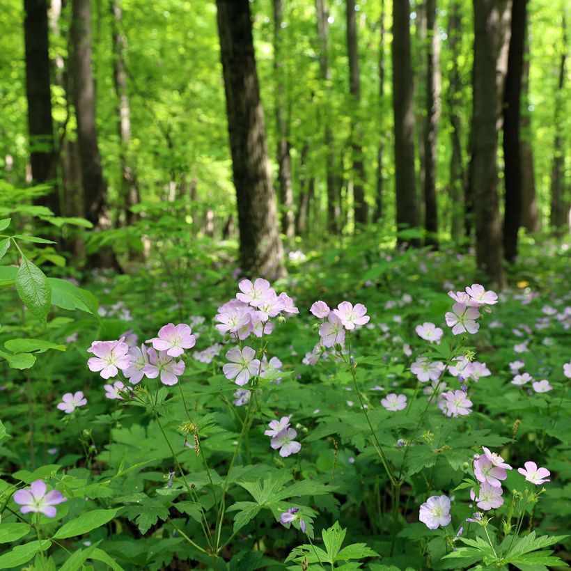 Geranium maculatum (Hábito)
