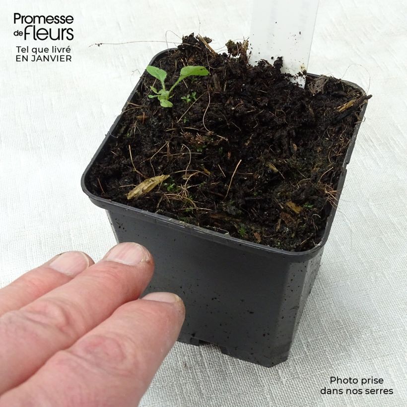 Amostra de Geranium maculatum var.album Vaso de 8/9 cm tal como entregue no inverno