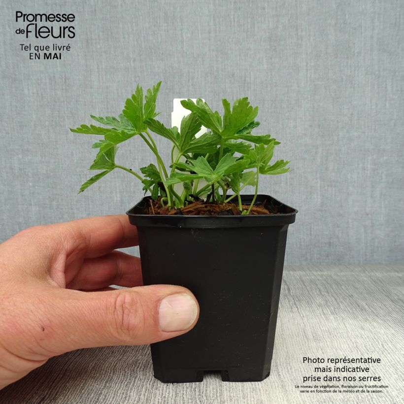 Amostra de Geranium maculatum var.album Vaso de 8/9 cm tal como entregue na primavera