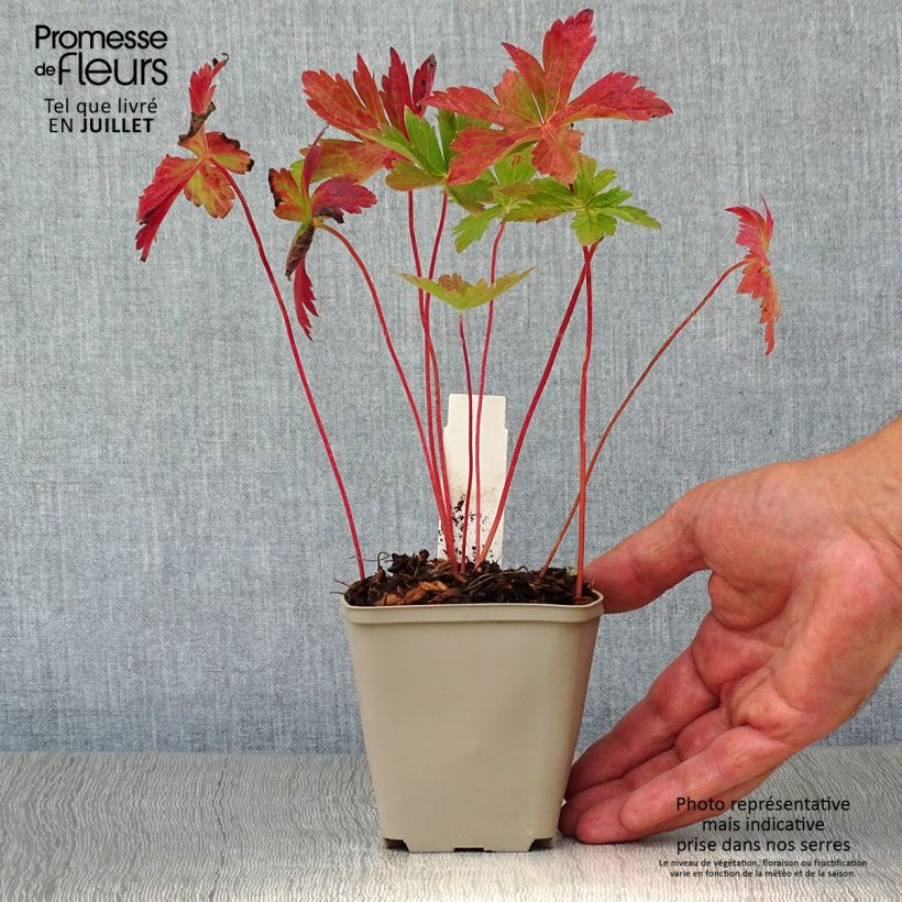 Amostra de Gerânio Vickie Lynn Vaso de 8/9 cm tal como entregue no verão
