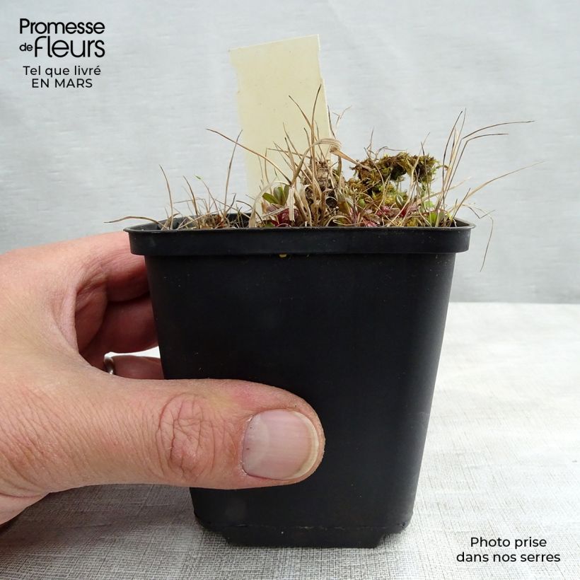 Amostra de Geranium vivace maculé Vickie Lynn Godet de 8/9 cm tal como entregue no inverno