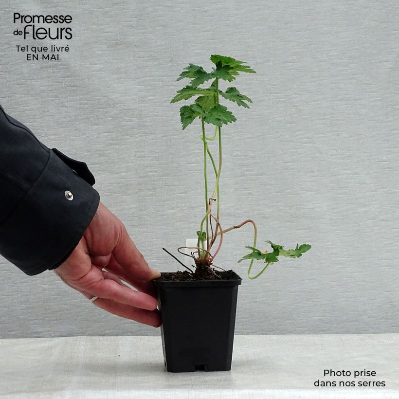 Amostra de Geranium magnificum Vaso de 8/9 cm tal como entregue na primavera