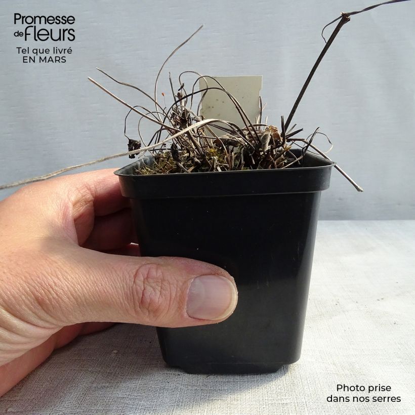 Amostra de Gerânio Blue Blood - Geranium magnificum Vaso de 8/9 cm tal como entregue na primavera