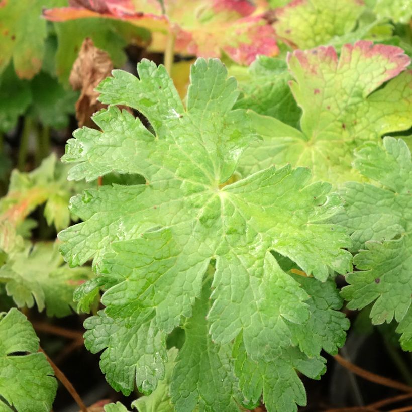 Gerânio Blue Blood - Geranium magnificum (Folhagem)