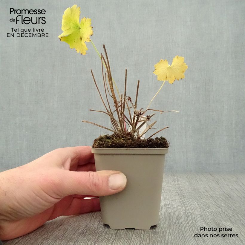 Amostra de Géranium vivace magnificum Vaso de 8/9 cm tal como entregue no inverno