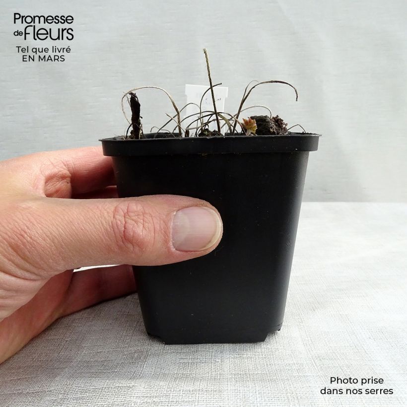 Amostra de Gerânio Rosemoor Vaso de 8/9 cm tal como entregue na primavera