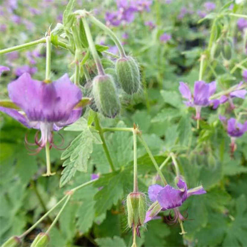 Geranium monacense (Floração)