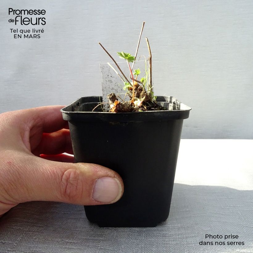 Amostra de Geranium vivace monacense Godet de 8/9 cm tal como entregue na primavera