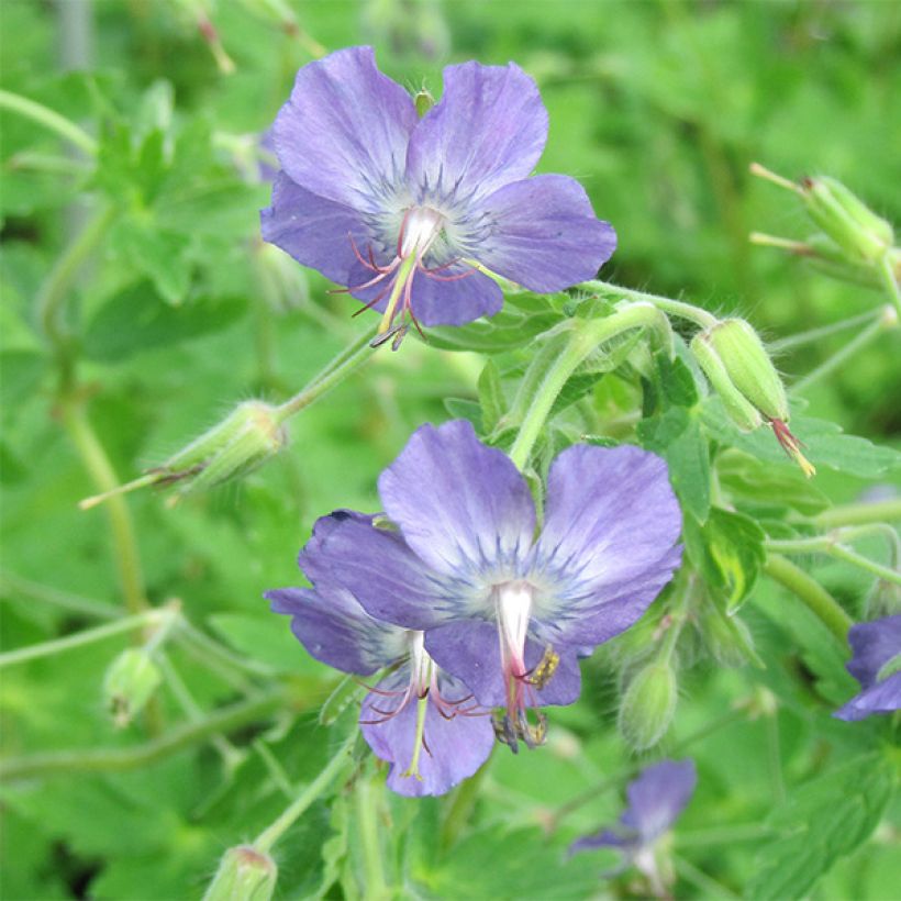 Geranium monacense var. anglicum (Floração)