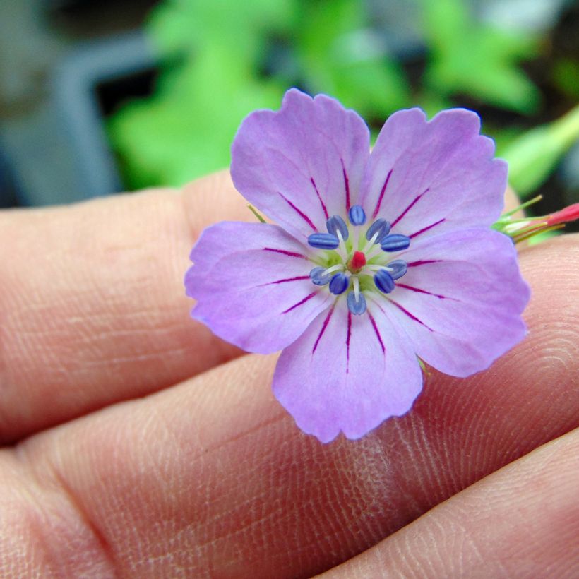 Geranium nodosum (Floração)