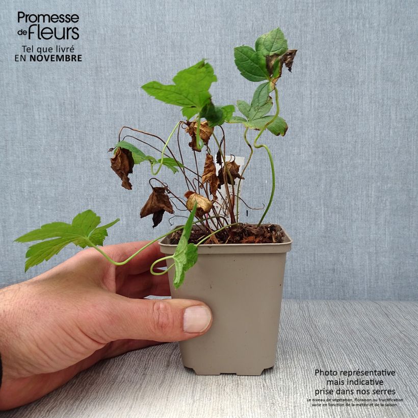 Amostra de Geranium nodosum Clos du Coudray Vaso de 8/9 cm tal como entregue no outono