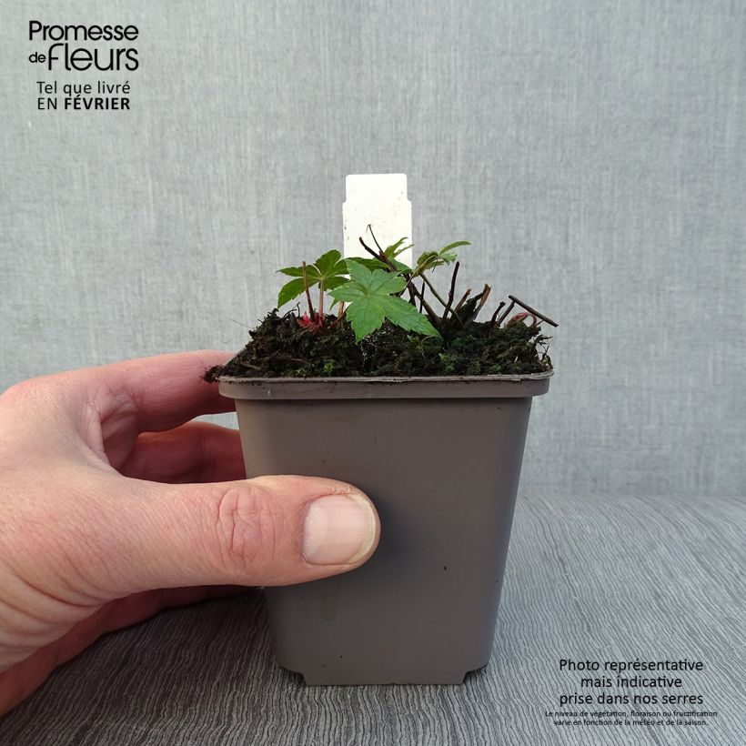 Amostra de Geranium nodosum Clos du Coudray Vaso de 8/9 cm tal como entregue no inverno
