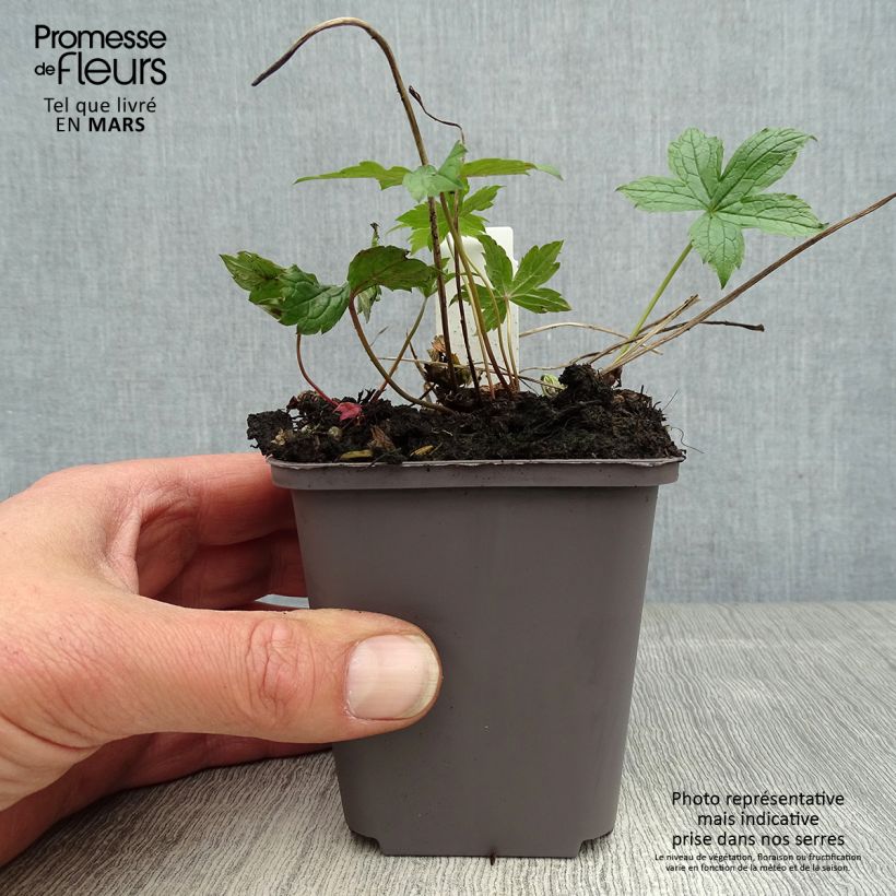 Amostra de Geranium nodosum Clos du Coudray Vaso de 8/9 cm tal como entregue na primavera