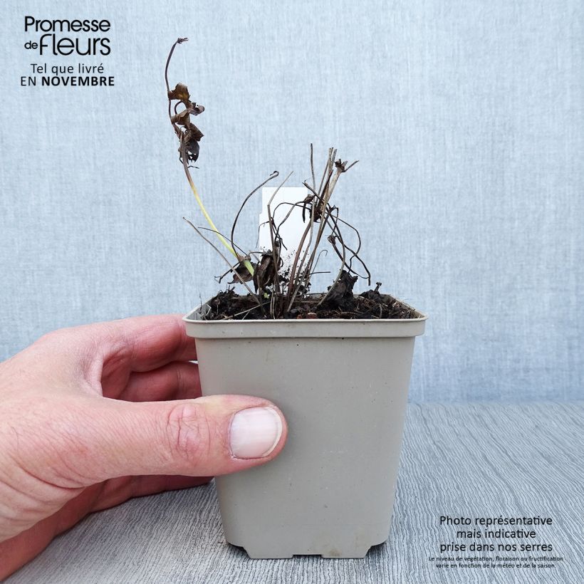 Amostra de Geranium nodosum Silverwood Vaso de 8/9 cm tal como entregue no outono