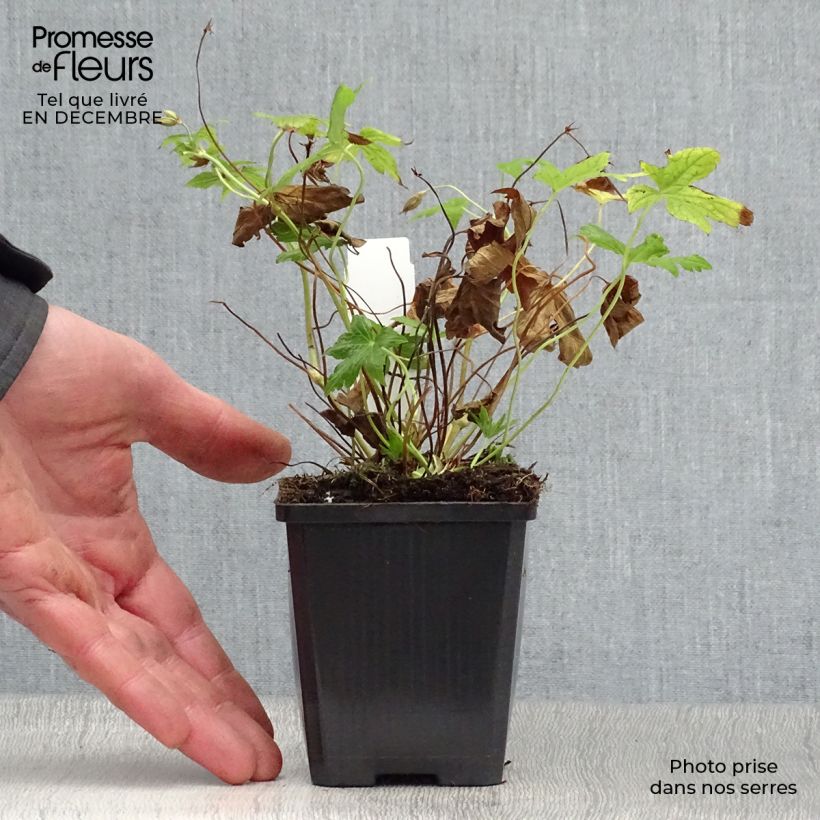 Amostra de Geranium nodosum Silverwood Vaso de 8/9 cm tal como entregue no inverno