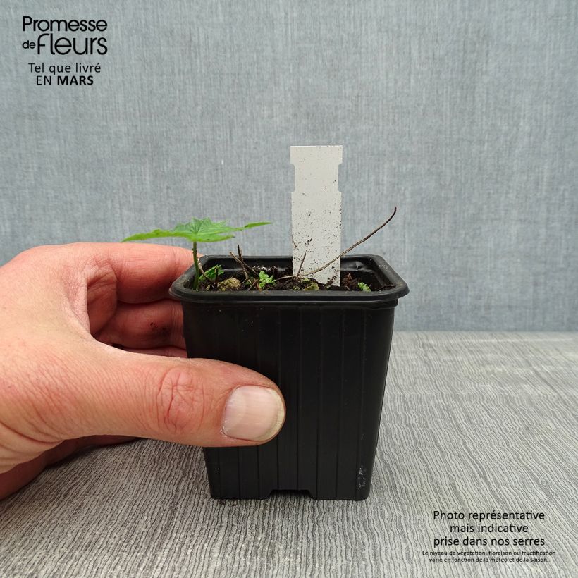 Amostra de Geranium nodosum Silverwood Vaso de 8/9 cm tal como entregue na primavera