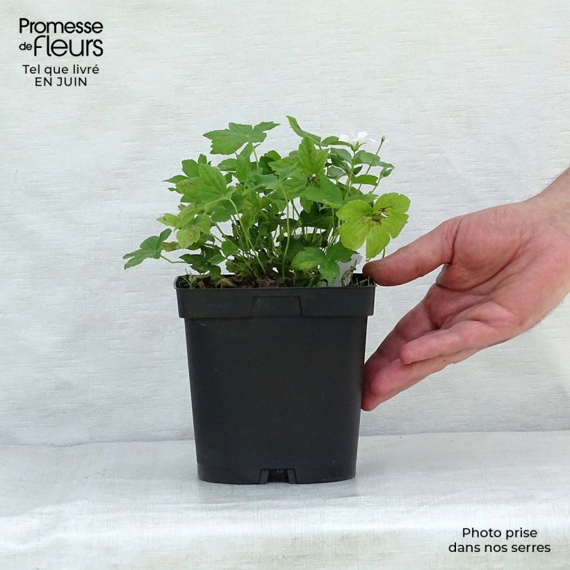 Amostra de Geranium nodosum Silverwood Vaso de 2 L/3 L tal como entregue no verão