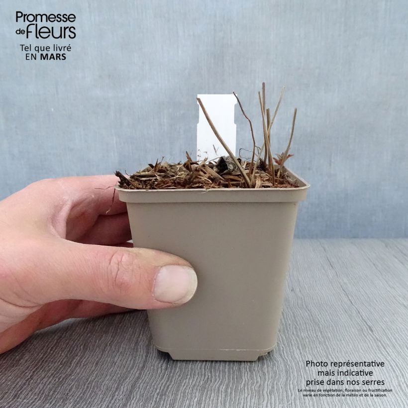 Amostra de Geranium nodosum Simon Vaso de 8/9 cm tal como entregue na primavera