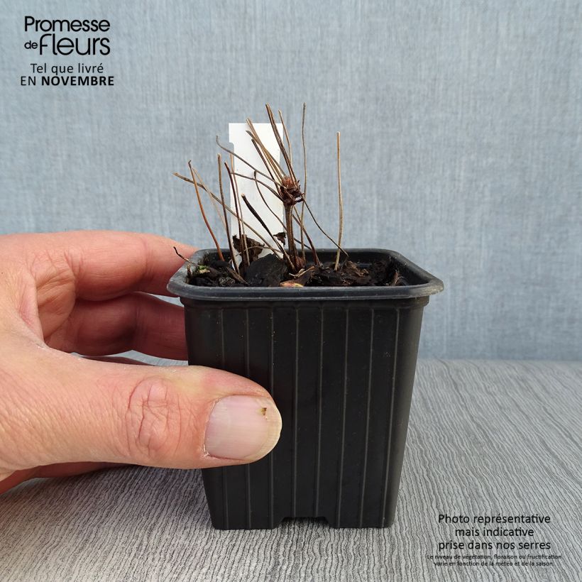 Amostra de Geranium nodosum Vaso de 8/9 cm tal como entregue no outono