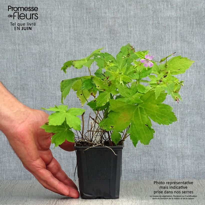 Amostra de Geranium nodosum Vaso de 8/9 cm tal como entregue no verão