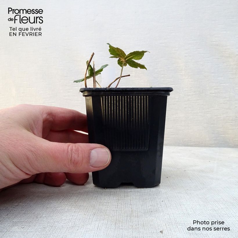 Amostra de Geranium nodosum Vaso de 8/9 cm tal como entregue no inverno