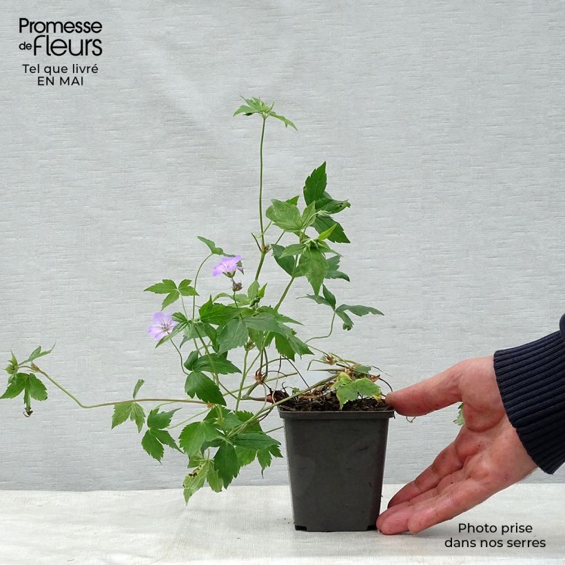 Amostra de Geranium nodosum Vaso de 8/9 cm tal como entregue na primavera