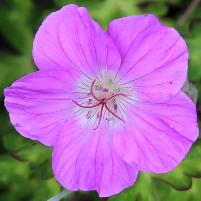 Geranium orientalitibeticum (Floração)
