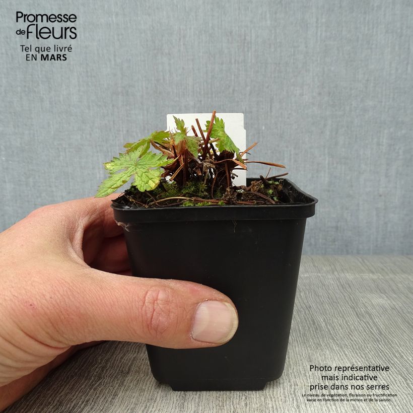 Amostra de Gerânio Ankum's White - Geranium oxonianum Vaso de 8/9 cm tal como entregue na primavera