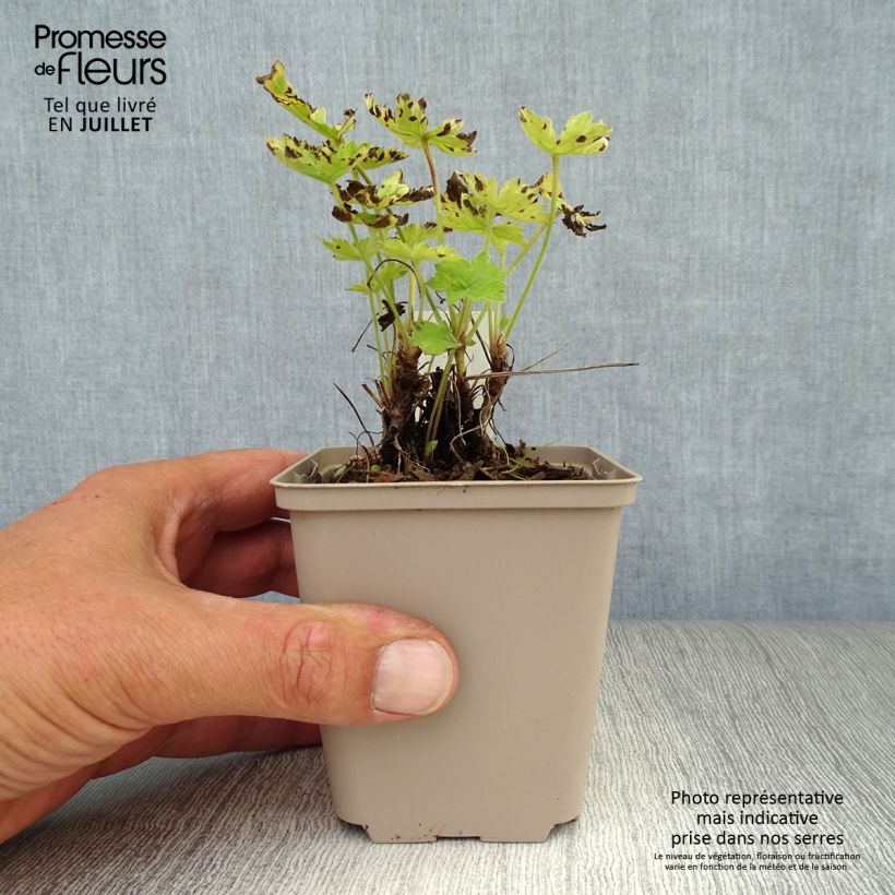 Amostra de Gerânio Claridge Druce - Geranium oxonianum Vaso de 8/9 cm tal como entregue no verão