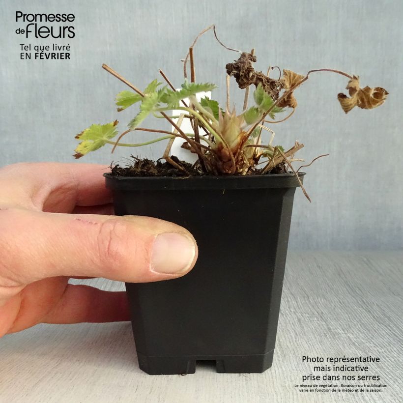 Amostra de Géranium vivace oxonianum Claridge Druce Vaso de 8/9 cm tal como entregue no inverno