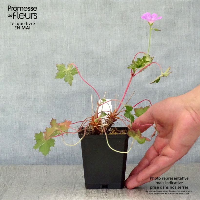 Amostra de Gerânio Claridge Druce - Geranium oxonianum Vaso de 8/9 cm tal como entregue na primavera