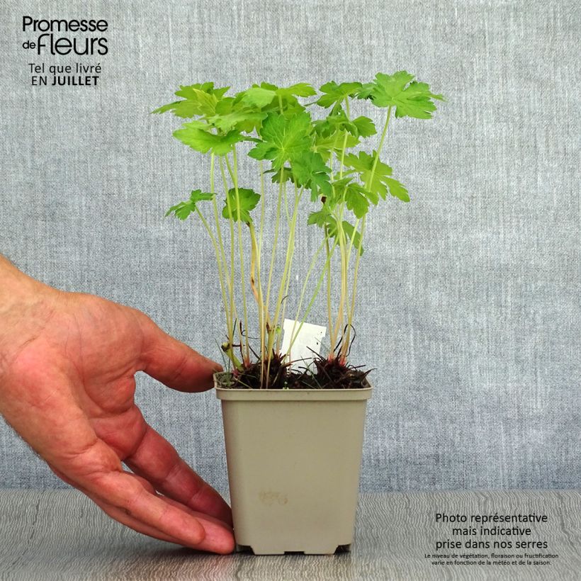 Amostra de Gerânio Hollywood - Geranium oxonianum Vaso de 8/9 cm tal como entregue no verão
