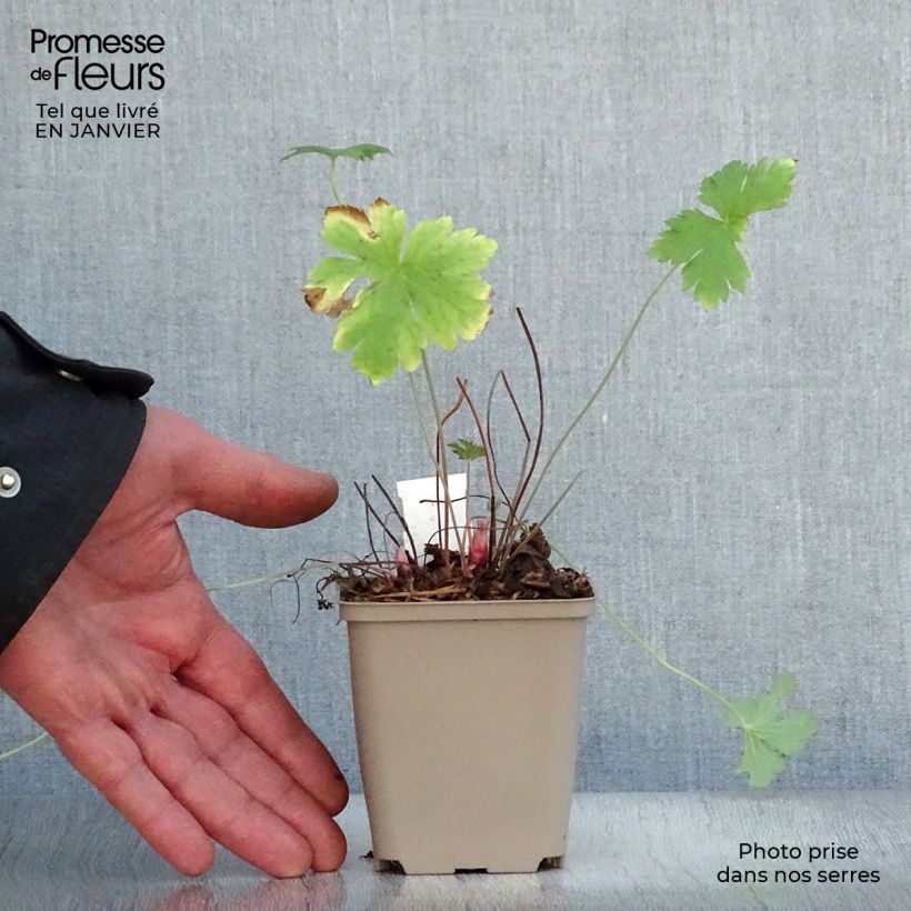 Amostra de Gerânio Hollywood - Geranium oxonianum Vaso de 8/9 cm tal como entregue no inverno