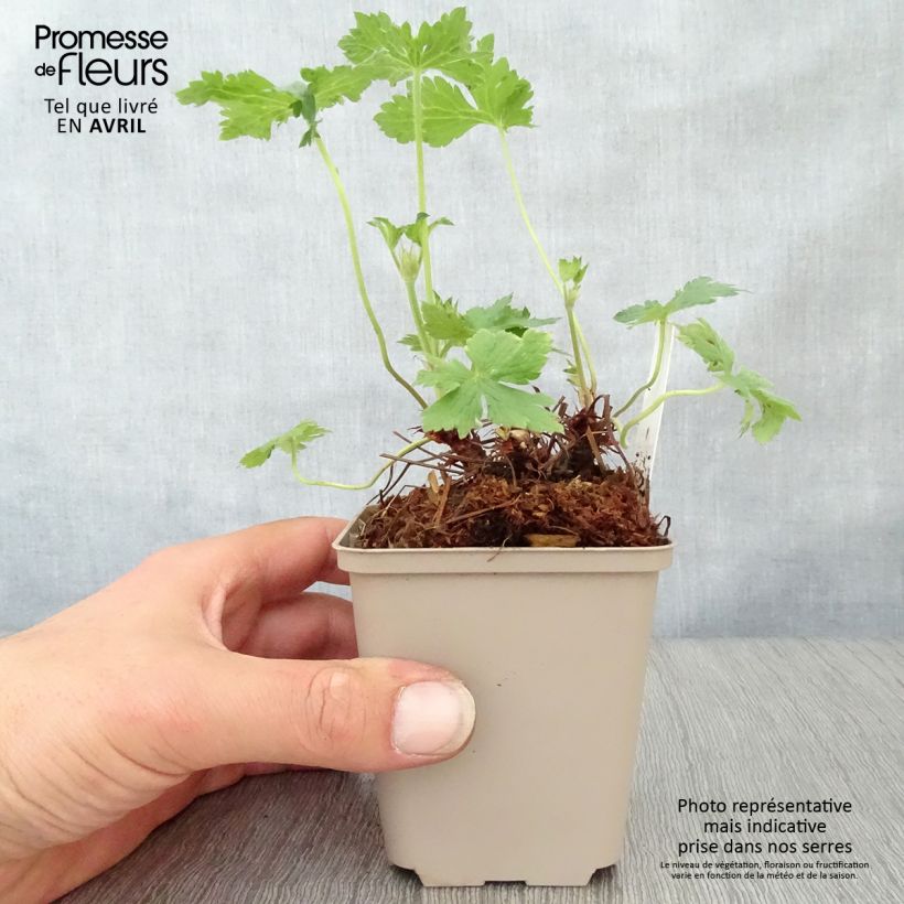 Amostra de Gerânio Hollywood - Geranium oxonianum Vaso de 8/9 cm tal como entregue na primavera