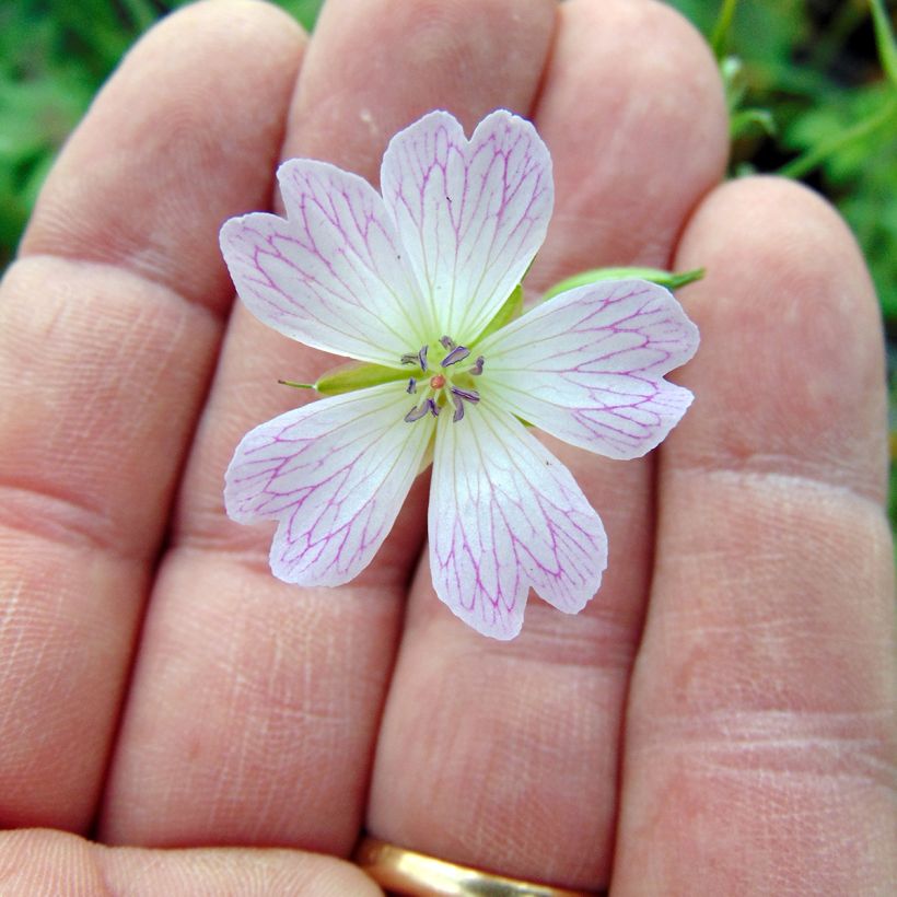 Gerânio Katherine Adele - Geranium oxonianum (Floração)