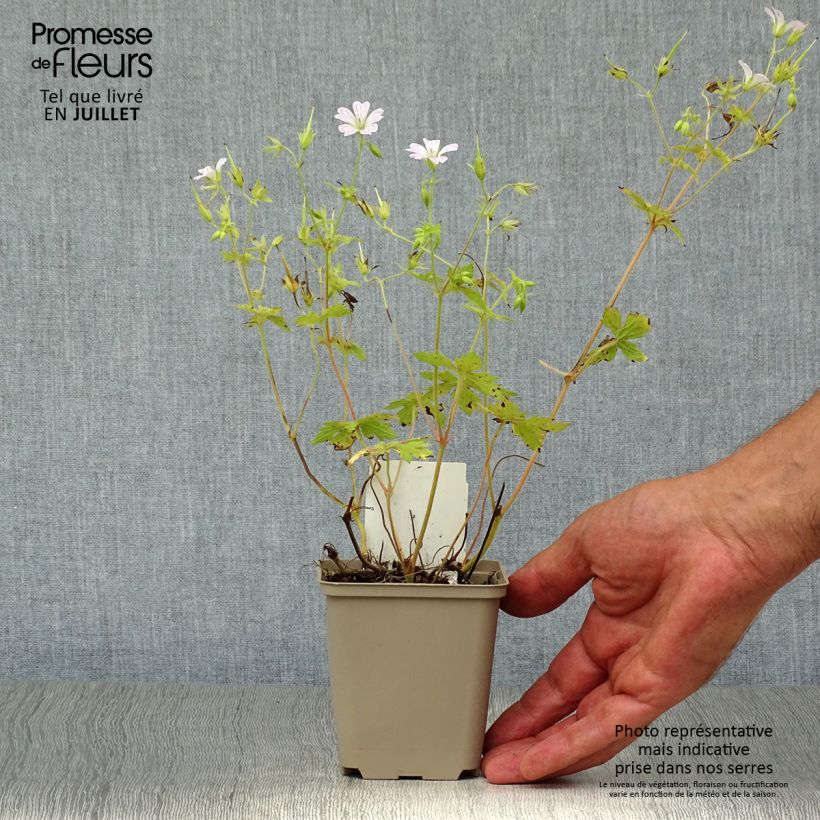 Amostra de Gerânio Katherine Adele - Geranium oxonianum Vaso de 8/9 cm tal como entregue no verão