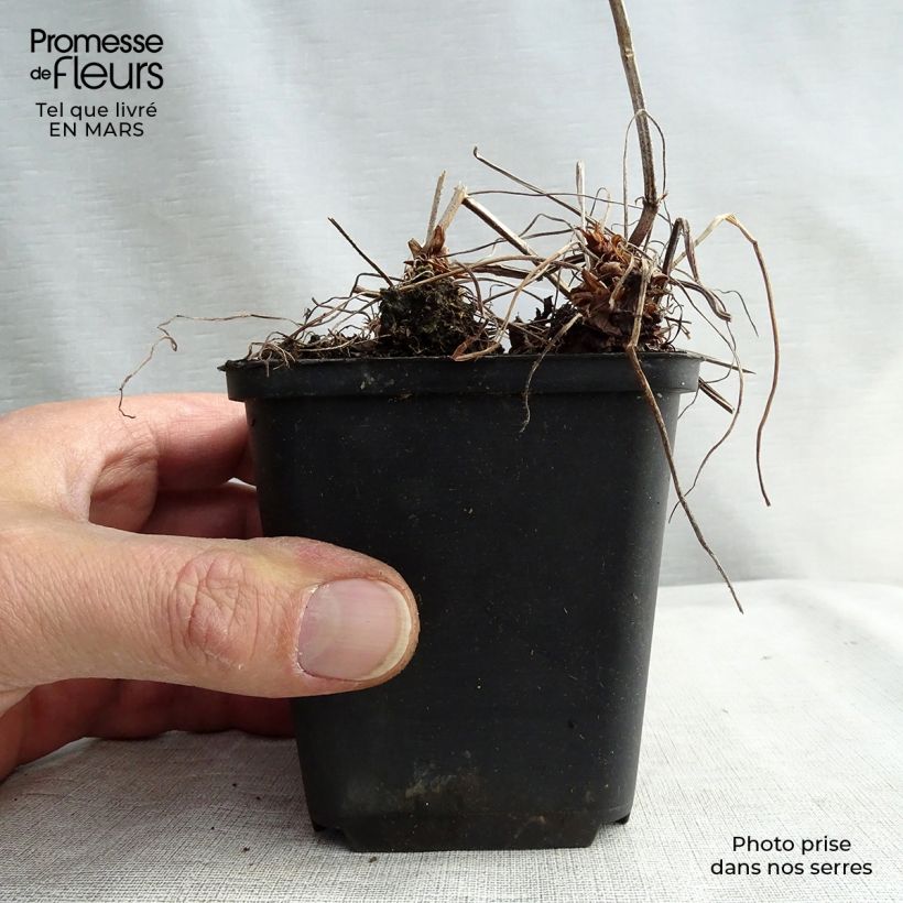 Amostra de Gerânio Katherine Adele - Geranium oxonianum Vaso de 8/9 cm tal como entregue no inverno