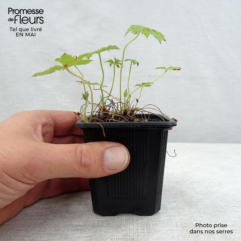 Amostra de Gerânio Rosenlicht Vaso de 8/9 cm tal como entregue na primavera