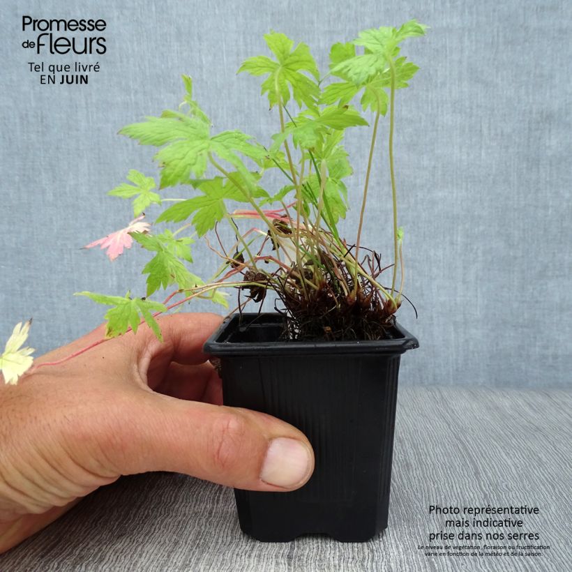 Amostra de Gerânio Rosenlicht Vaso de 8/9 cm tal como entregue no verão
